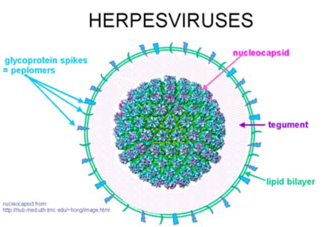 Как Выглядит Герпесвирус Фото