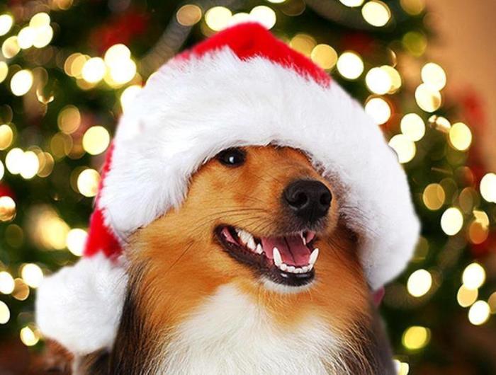 Christmas-Doggie-700x530