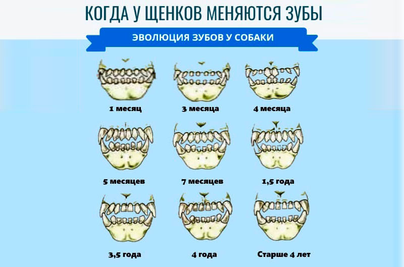 Возрастная смена зубов у собак