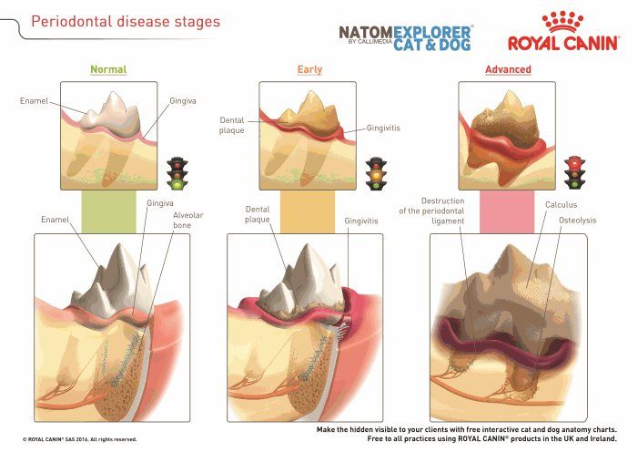Периодонтит у собак