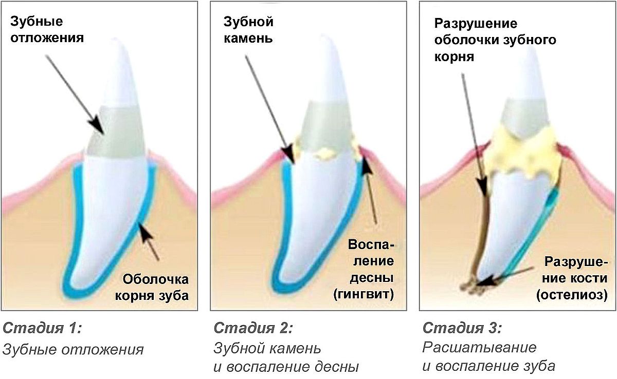 Зубной камень у собак