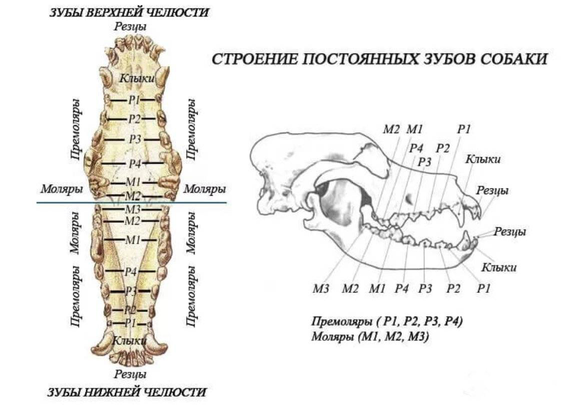 Виды зубов собаки